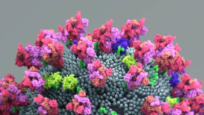 Bộ Nông nghiệp Hoa Kì thực hiện nghiên cứu, phát hiện virus SARS-CoV-2 trên loài nai