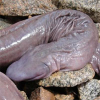 Loài "rắn dương vật" kỳ lạ xuất hiện ở Mỹ