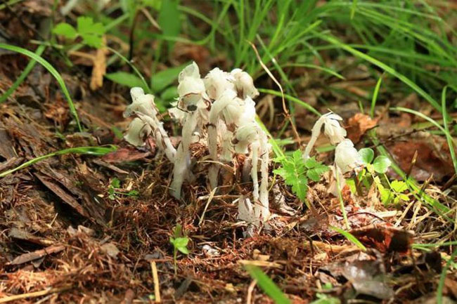  Cheilotheca humilis, một loài thực vật quý hiếm toàn thân có màu trắng bạch. 