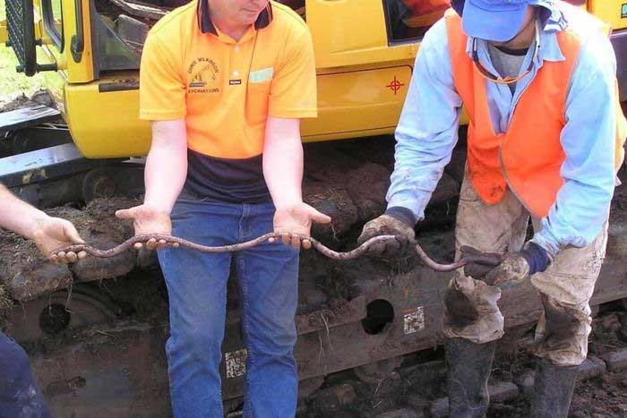 Kích thước khủng của loài giun đất lớn nhất thế giới