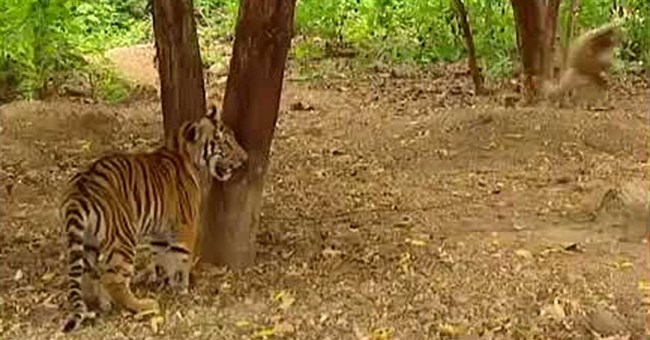 Video: Vượn liều mạng trêu chọc "chúa sơn lâm" và cái kết cực hài hước