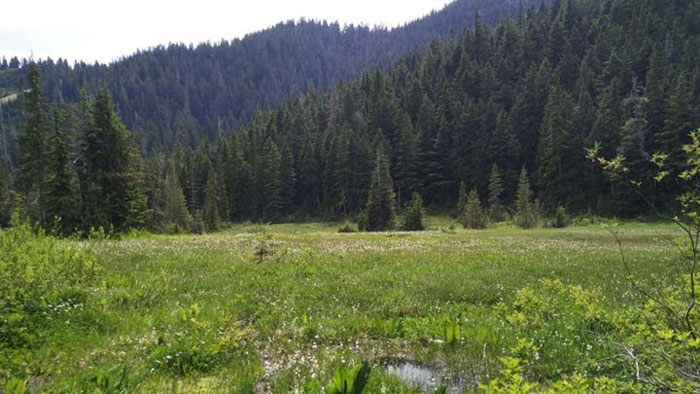 Một đầm lầy ở British Columbia, nơi nghiên cứu được tiến hành