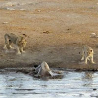 Video: 3 con sư tử quây lại tấn công tê giác mang thai sa lầy, kết quả bất ngờ