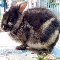 Con thỏ hiếm nhất thế giới được giải cứu nhờ… Facebook