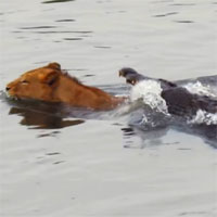Video: Bị cá sấu dìm xuống nước, sư tử vẫn có màn "lật kèo" khó tin