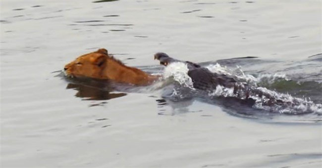 Video: Bị cá sấu dìm xuống nước, sư tử vẫn có màn "lật kèo" khó tin