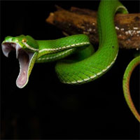 Tại sao rắn có răng nanh trong khi các loài chứa độc khác không có?