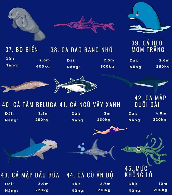 Top 72 loài động vật biển lớn nhất thế giới