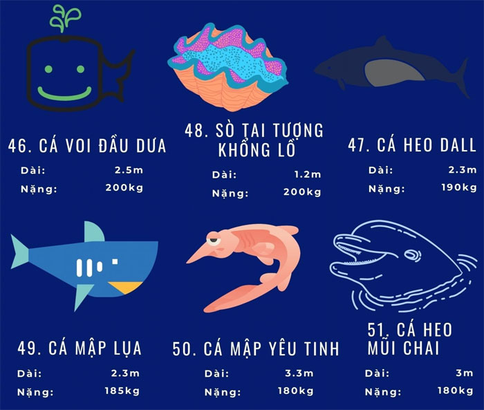 Top 72 loài động vật biển lớn nhất thế giới