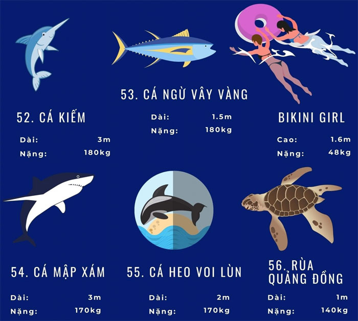 Top 72 loài động vật biển lớn nhất thế giới