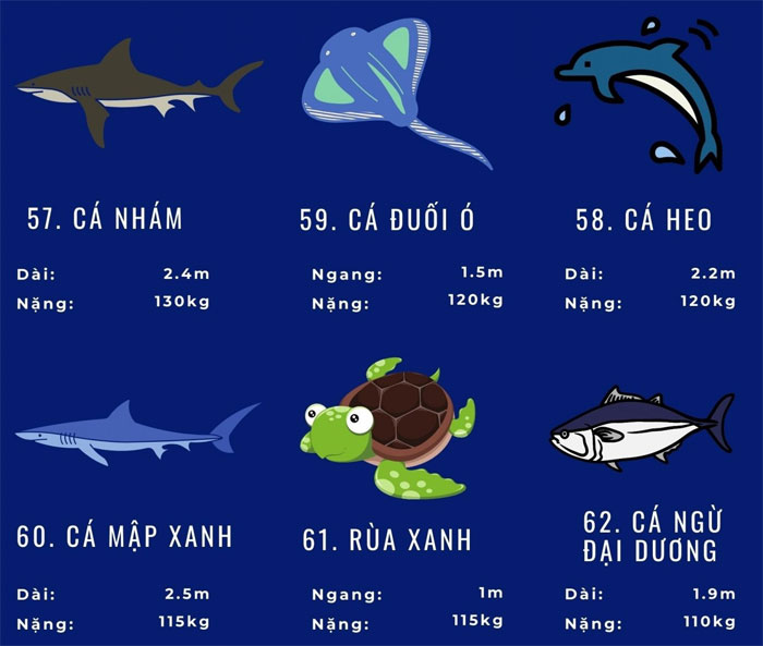 Top 72 loài động vật biển lớn nhất thế giới