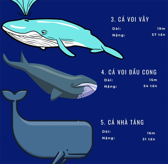 Top 72 loài động vật biển lớn nhất thế giới