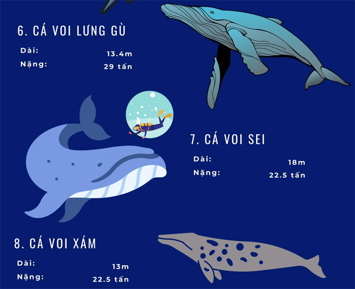 Top 72 loài động vật biển lớn nhất thế giới