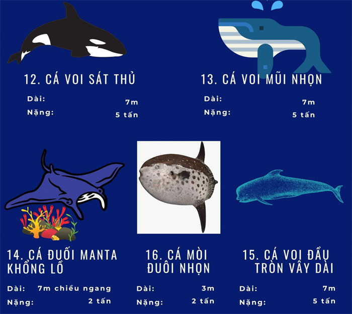 Top 72 loài động vật biển lớn nhất thế giới