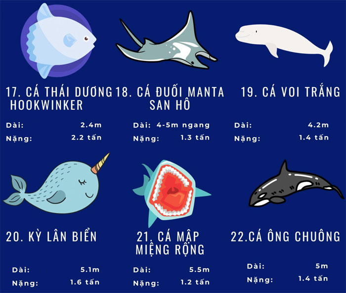 Top 72 loài động vật biển lớn nhất thế giới