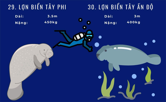 Top 72 loài động vật biển lớn nhất thế giới