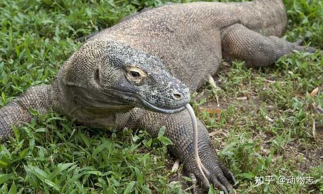 Rồng Komodo mạnh cỡ nào? Nó có đủ khả năng để giết bao hoa mai không?
