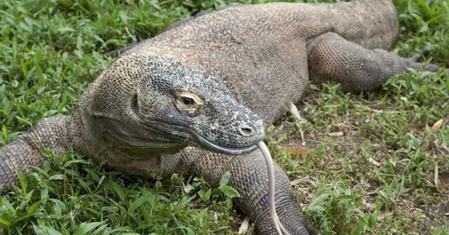 Rồng Komodo mạnh cỡ nào? Nó có đủ khả năng để giết bao hoa mai không?