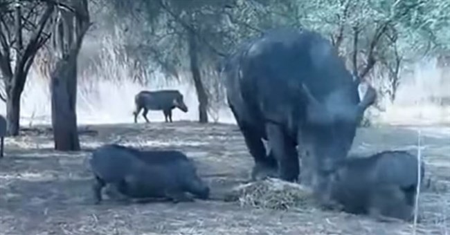 Liều lĩnh giành thức ăn, lợn rừng hứng trọn đòn trừng phạt của tê giác