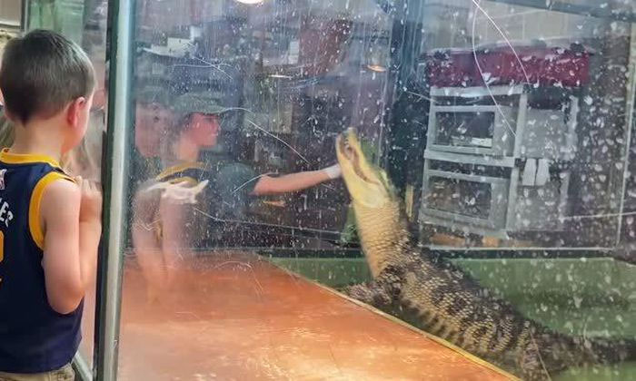 Cá sấu tấn công người huấn luyện trước sự chứng kiến của nhiều du khách
