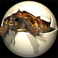 Vì sao phôi thai rùa quý hiếm 90 triệu năm tuổi vẫn tồn tại?
