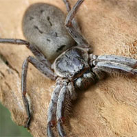 Nhện thợ săn - Loài nhện có sải chân lớn nhất thế giới