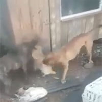 Video: Lẻn vào chuồng gà kiếm ăn, cáo bị 2 con chó Pitbull phát hiện và tấn công dữ dội
