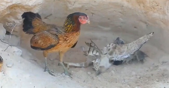 Video: Diều hâu sà xuống tấn công gà con liền bị gà mẹ đánh cho túi bụi, kết quả sẽ ra sao?