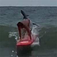 Video khoảnh khắc rợn tóc gáy: Chàng trai lướt ván ngay trước hàm cá mập