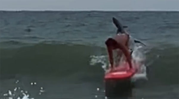 Con cá mập nhảy lên khi Ethan lướt ván
