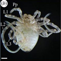 Các nhà khoa học đã làm thể nào để biến nhện chân dài thành chân ngắn?