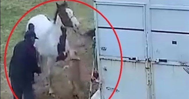 Hung hăng tấn công ngựa, chó Pitbull nhận bài học nhớ đời