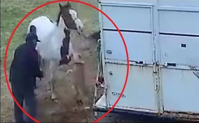 Hung hăng tấn công ngựa, chó Pitbull nhận bài học nhớ đời