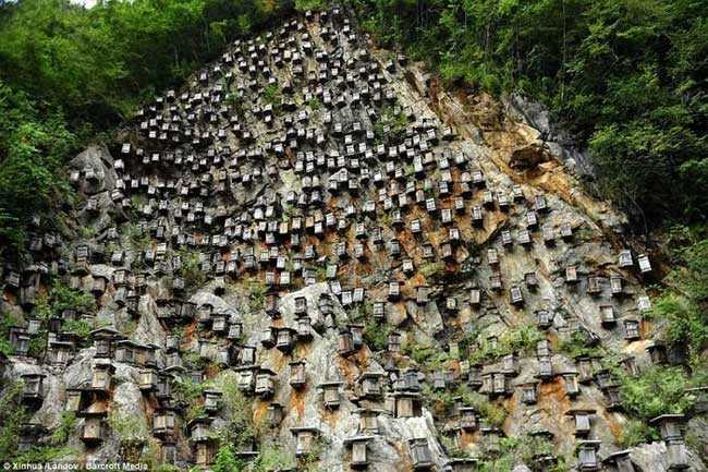 Beehives hanging on the cliff in Shennongjia Nature Reserve.