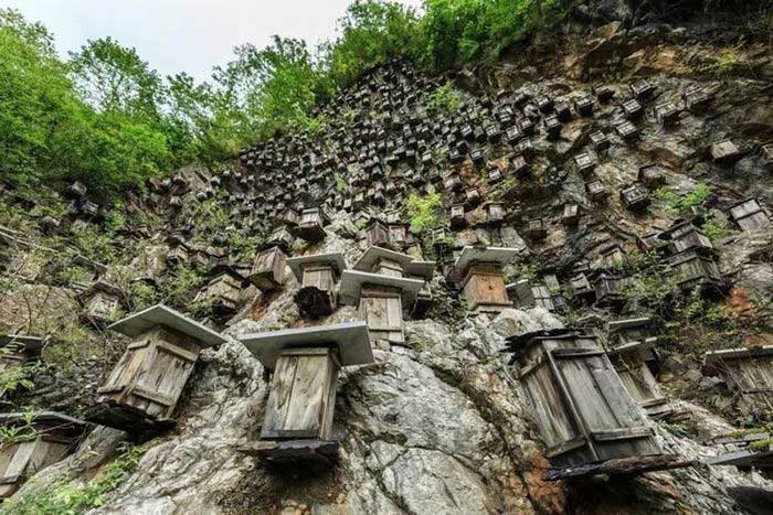 Beehive wall
