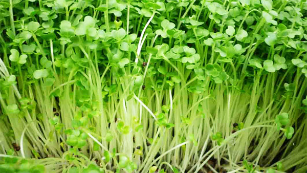Giới thiệu và hướng dẫn cách trồng rau mầm
