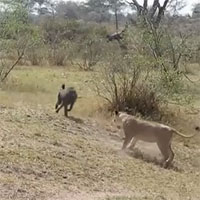 Video: Hăng máu truy đuổi sư tử, khỉ đầu chó nhận ngay kết đắng
