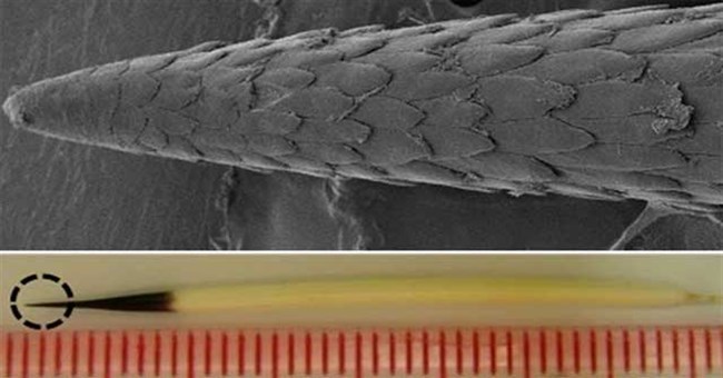 Video: Điều gì xảy ra khi lốp ô tô cán qua lông nhím? Liệu sợi lông có đủ làm thủng lốp?