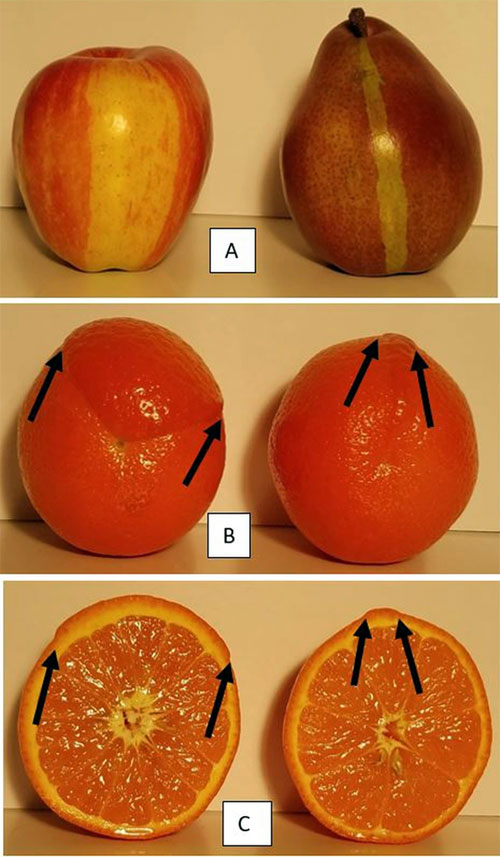 Đột biến xảy ra phổ biến ở táo và cam cùng những dấu hiệu dễ nhận biết