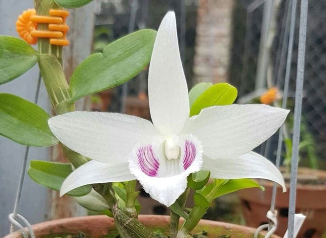 Lý giải sự đột biến tạo nên 