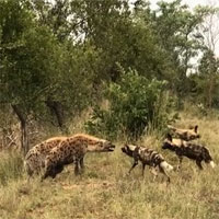 Video: Linh cẩu bỏ chạy sau màn đối đầu với chó hoang châu Phi