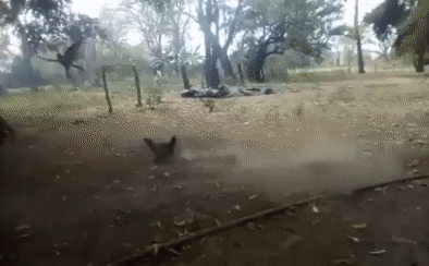 Con diều hâu này đã đụng phải một con gà vô cùng hung dữ.