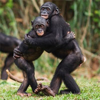 Loài vật ôm nhau để bày tỏ tình cảm như con người?