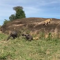 Video: Trâu đực liều chết cứu "người tình" thoát khỏi móng vuốt 3 sư tử