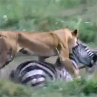 Video: Sư tử bay người, tung đòn hiểm hạ gục ngựa vằn nhanh như chớp