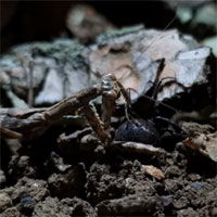 Video: Bọ ngựa hạ gục nhện góa phụ độc nhất thế giới, kết cục vẫn là cái chết bất ngờ!