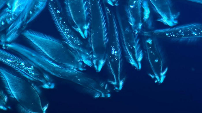 Cuộc thi được tổ chức để tôn vinh nhiếp ảnh chụp bằng kính hiển vi.