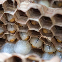 Phá tổ ong bắp cày sát thủ khổng lồ chứa tới 1.500 ấu trùng