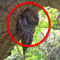 Video: Chim gõ kiến mẹ vừa rời tổ, một "bóng đen" nhanh như chớp đã chui vào hốc cây và bắt cóc 4 chim con