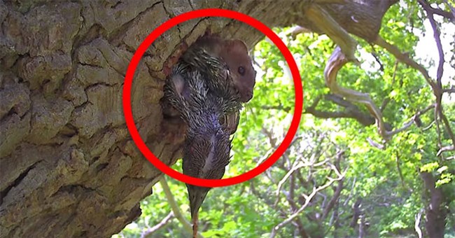 Video: Chim gõ kiến mẹ vừa rời tổ, một "bóng đen" nhanh như chớp đã chui vào hốc cây và bắt cóc 4 chim con